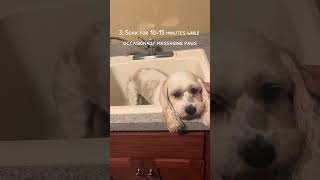 Soothe Your Dogs Paws With Epsom Salt Baths