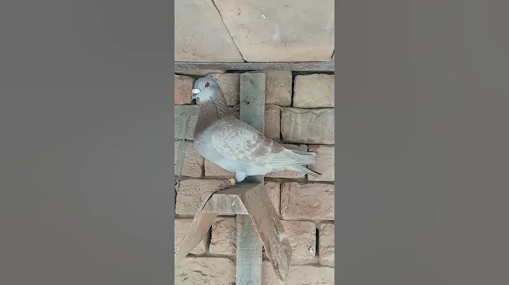 Red fox racer Breeder...   #bird #pigeon #kabootar #kabutar  #shorts