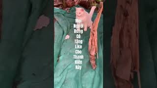 Thanh niên thích hoà mình với thiên nhiên #lovecat#petfunny#shortvideo