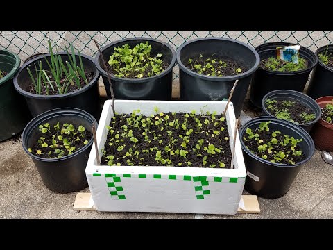 Video Cách trồng Ngò Rí trong thùng xốp | How to grow... - youtube