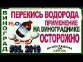 🍇 ОСТОРОЖНО! ЛЕЧЕНИЕ перекисью водорода на винограднике. Результаты против милдью винограда.