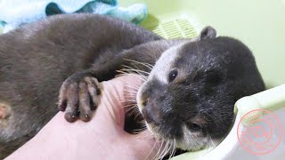 カワウソ赤ちゃん、ママはツンデレ！？ 'Needs a lot of attention!'【baby otter】 by カワウソ-Otter channel 1,731 views 2 years ago 4 minutes, 46 seconds