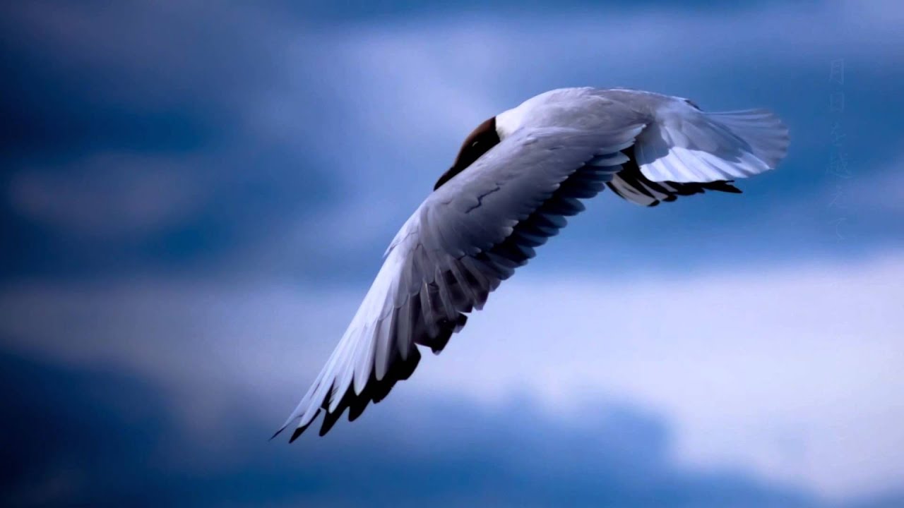 つばさ / 本田美奈子＆太田美知彦 (Tsubasa / Minako Honda. & Michihiko Ohta)