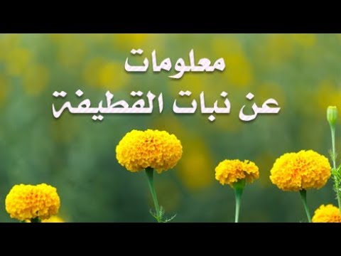 فيديو: Velvetleaf Weed Control - كيفية التخلص من نباتات Velvetleaf