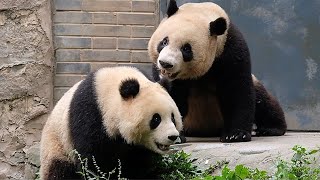 Lele's daily playtime with Qingzai and Qingbao by 胖达日记 Hi Panda 1,458 views 2 days ago 1 minute, 35 seconds