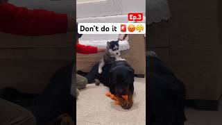 Life with husky puppy Ep.3 #husky #rottweiler #dog #shorts #sadqay #trending #viral #trendingsongs