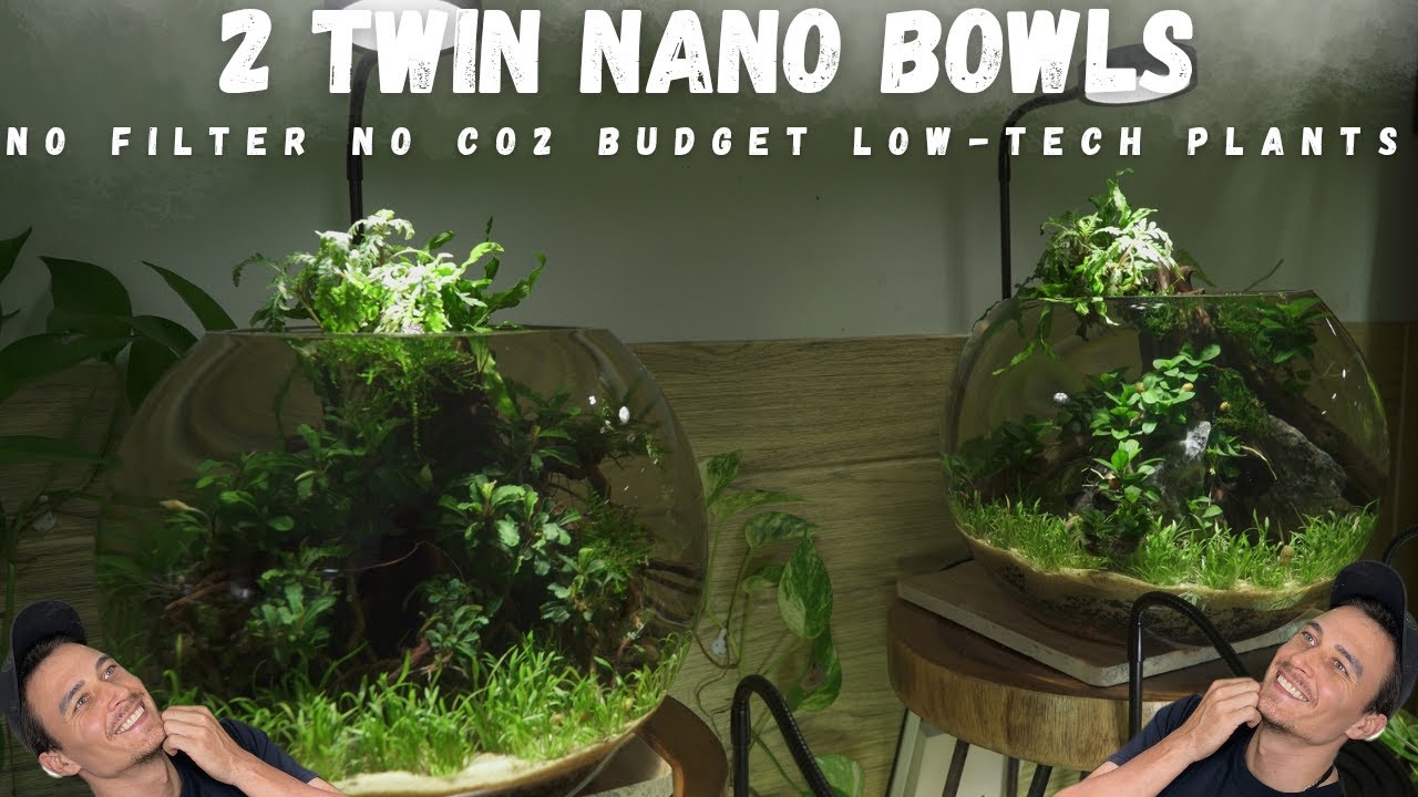 2 TWIN BOWL NANO LOW-TECH TANKS | EASY LOW-TECH PLANTS | NO FILTER, NO ...