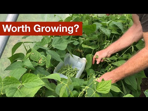 Video: Tendercrop Bush Beans – Leer meer over het kweken van Tendercrop Beans