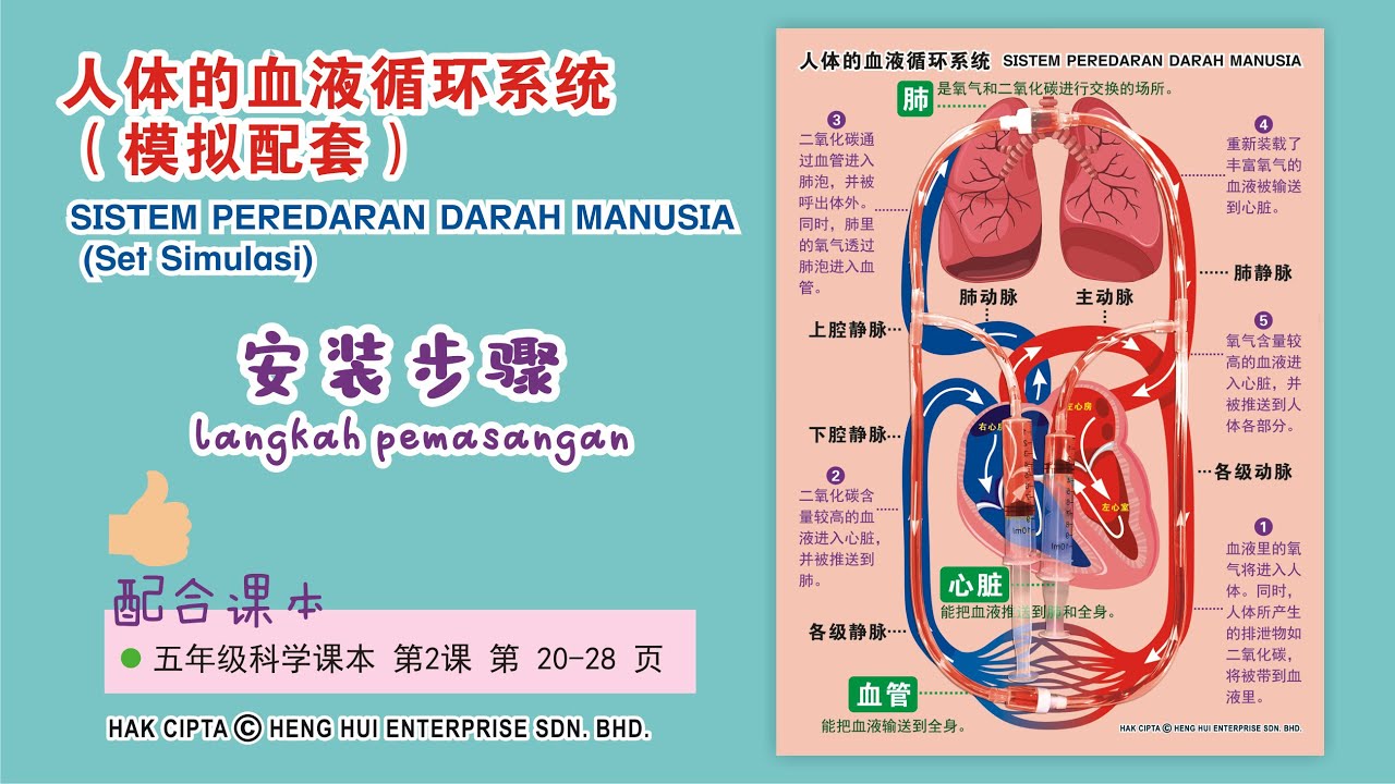 人体的血液循环系统（模拟配套） SISTEM PEREDARAN DARAH MANUSIA (Set