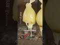 チーズを吊るす理由