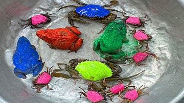 Kem Ốc và cua Chanel lái xe công nông đuổi theo cua vàng, con ếch, con vịt màu xanh, rùa, kì nhông.