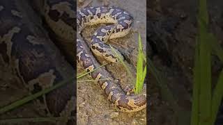 #Snake digest eating #video