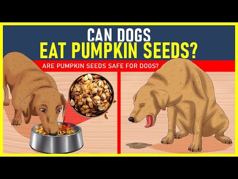 Can Dogs Eat Pumpkin Seeds? Are Pumpkin Seeds Safe For Dogs? - DogEdge