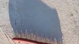 Shadow of millipede walking...