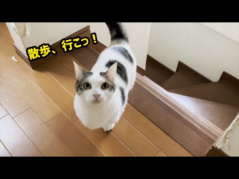 「散歩、行こっ！」と誘ってくるのが日課になった猫