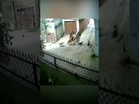 На лошадь напала стая разъярённых собак #dogs #horse