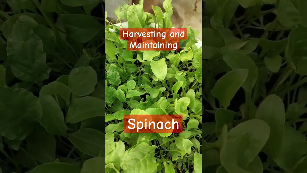 Harvesting and Maintaining cut and come again Spinach 