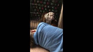 Hickory the Bulldog Whining: Two Ages:1 Year Apart