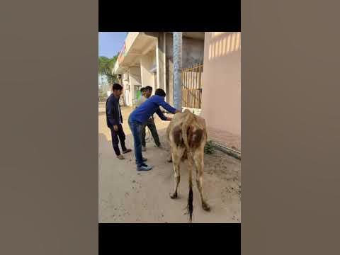 Animal rescue by animal ngo team - 773 | Animal ngo | cow 