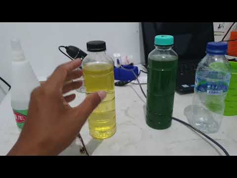 Video: Berapa lama waktu yang dibutuhkan untuk menumbuhkan Chlorella?