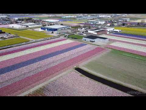 Hyacinten April 2021 Teylingen (4K)