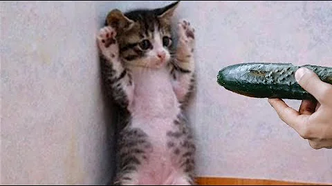 Cats scared of Cucumbers Compilation - Cats Vs Cucumbers - Funny Cats