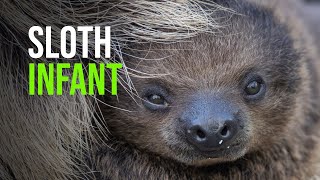 San Diego Zoo Welcomes Birth of a Linné’s Two toed Sloth