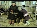 Mongolian Bankhar (Tibetan Mastiff) Documentary