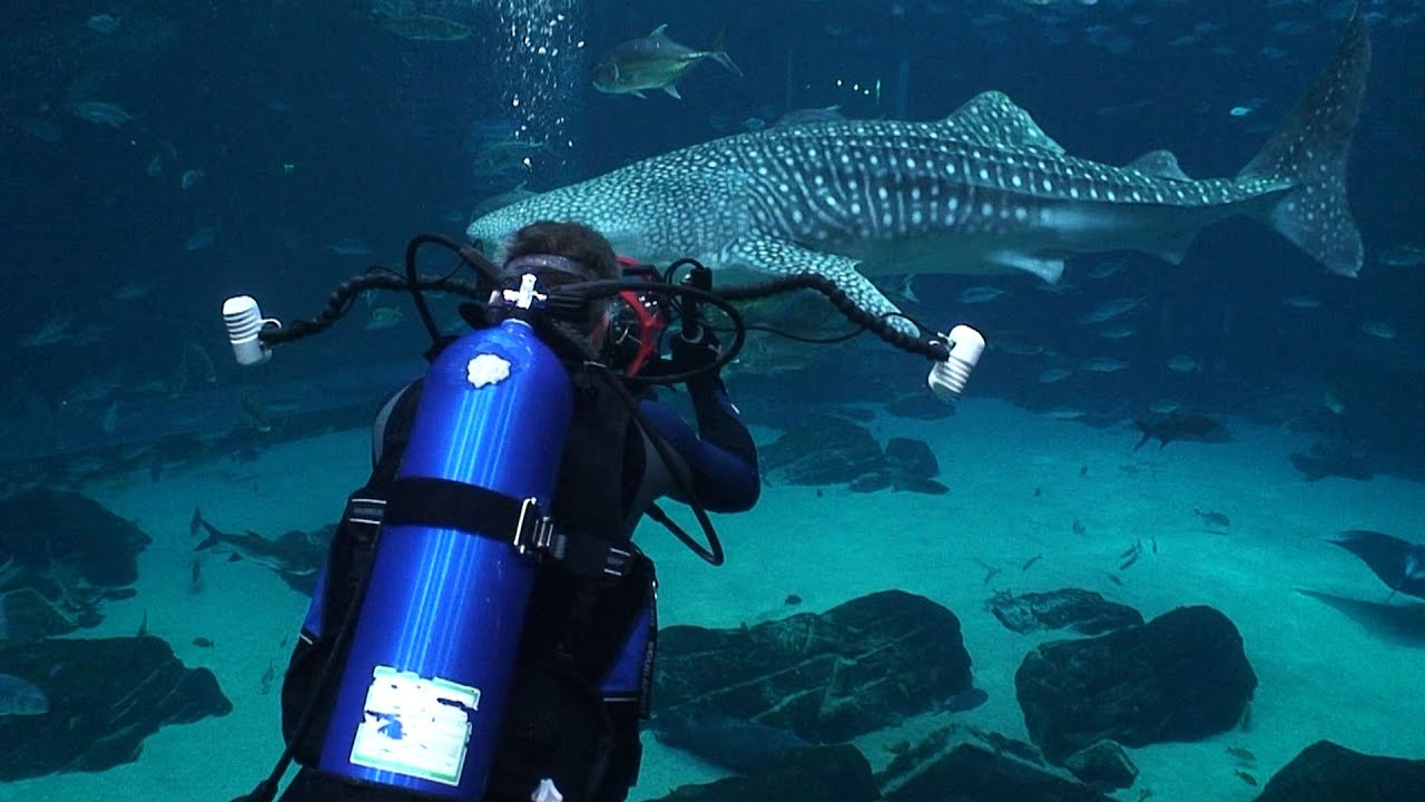 Whale Shark - Georgia Aquarium