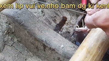 câu cá ngát mồi tép siêu nhạy.. ve miền tây câu cá ngát
