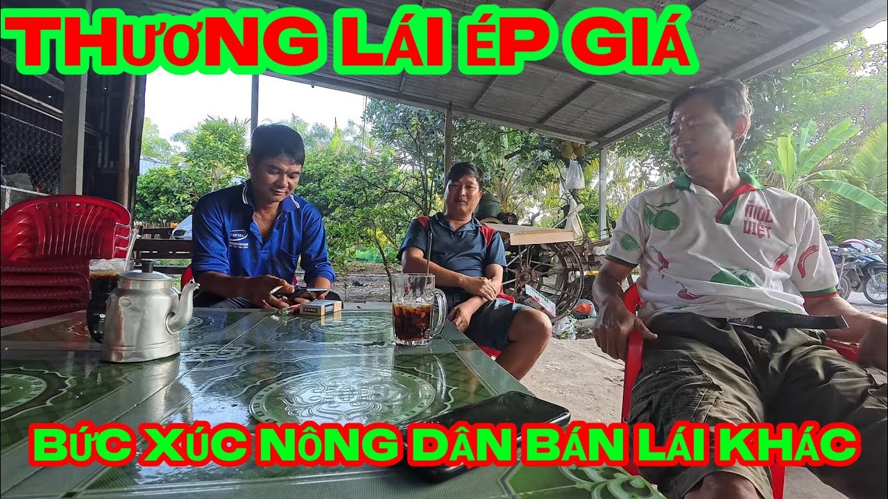 Thương lái xin 200đ / kg tăng thêm 3 ngày . Đến ngày cắt xin thêm 200đ/ kg không chịu bỏ cọc