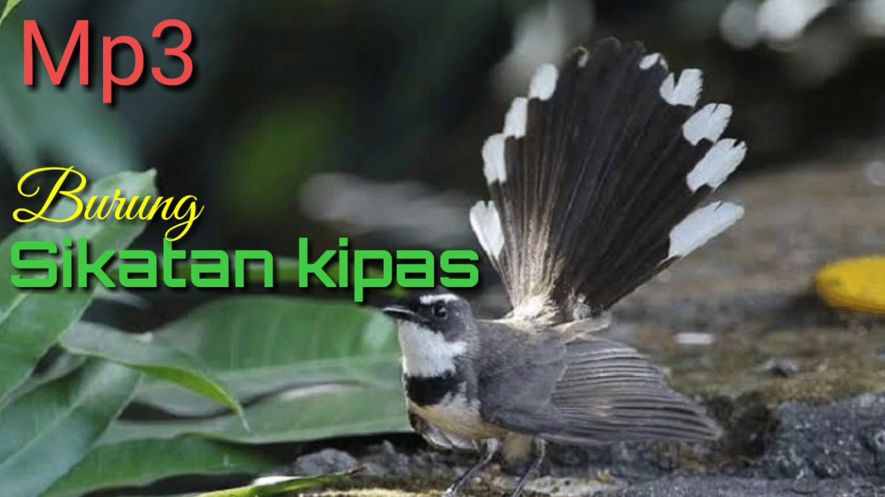 Gambar Burung Sikatan Kipas