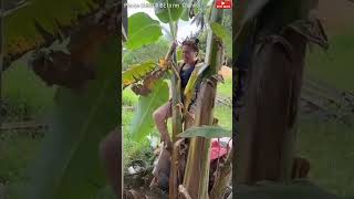 Download Lagu #viral #shorts #pinoy #alwaysrememberusthisway #ladygaga #angelabellar MP3