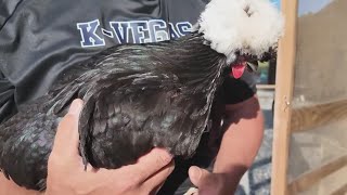 East Forsyth head football coach runs chicken duck farm
