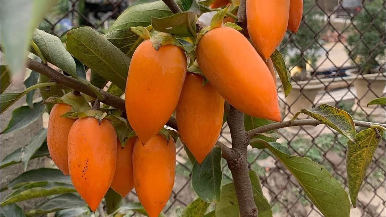 Giống hồng tứ quý thanh hoá ra quả liên tục quanh năm cực độc || sdt/0867.878.995