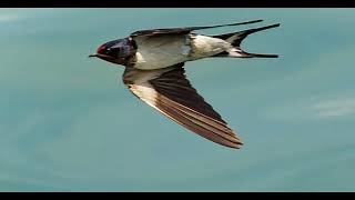Filming Barn Swallows in flight with the Sony RX10IV