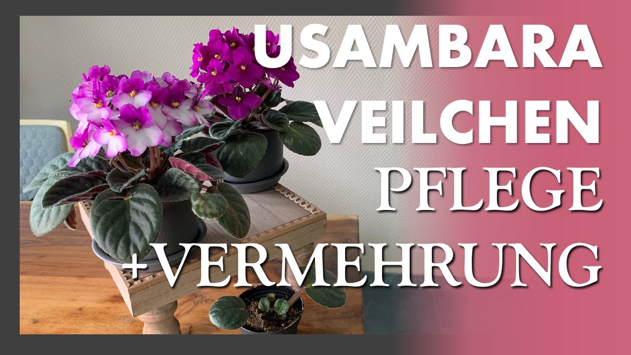 Usambaraveilchen 💜💚 Saintpaulia - African Violet - Wie man sie pflegt und vermehrt + Spezialtöpfe