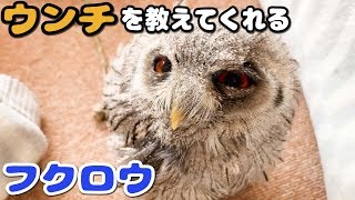 ウンチした後に教えに来てくれるフクロウが可愛い