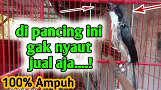 suara hutan burung cendet Cocok buat pancingan cendet macet bunyi || pancingan cendet gacor