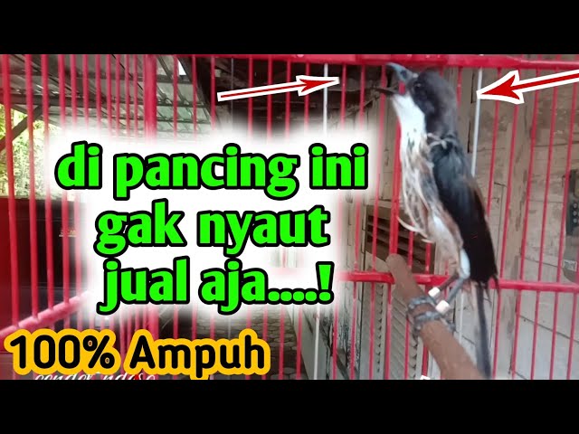 suara hutan burung cendet Cocok buat pancingan cendet macet bunyi || pancingan cendet gacor class=