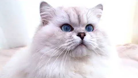 Video 11527561: shaded british longhair, british longhair silver