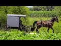 The Amish and the Reformation OFFICIAL TRAILER (HD) NL 2017