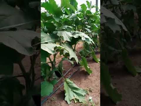 Vídeo: Espaçamento entre berinjelas - distância adequada de berinjela nos jardins