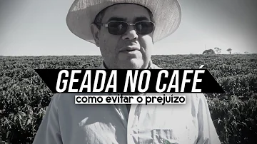 Como prevenir geada no café?