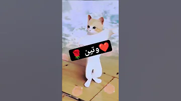 طلب خاص وتين وتين طلب تصميم Cat Funny Cat Shorts Comedy Short 