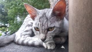 公園で寝ている子猫が可愛すぎ