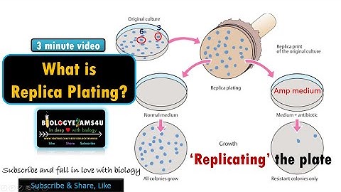 Wat is Replica Plating? Waarom doen we Replica Plating? Uitgelegd met een voorbeeld.