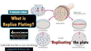 What is Replica Plating? Why we do Replica Plating? explained with an example. Net Worth