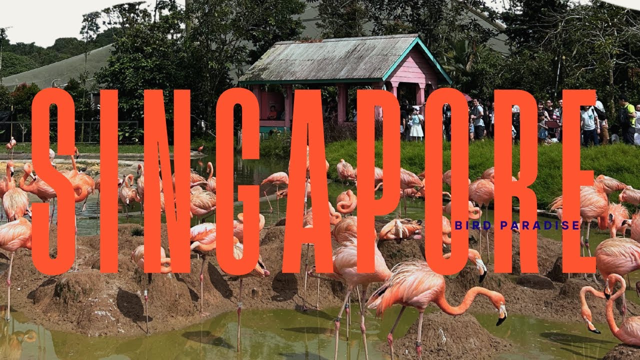 SINGAPORE Vlog Ep.1 - Bird Paradise