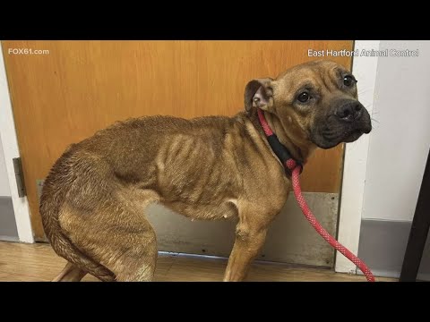 Animal Control seeks owner after dog found emaciated in East Hartford ...